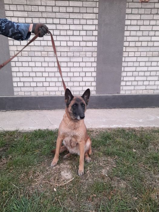 Малинуа кличка Лика