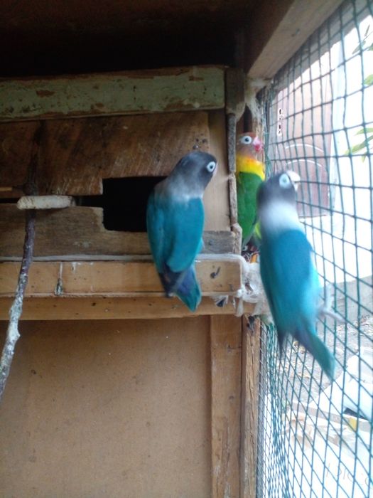 Nerazdushka 2 para sotiladi