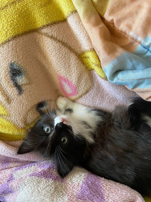 котята, отдам в хорошие руки