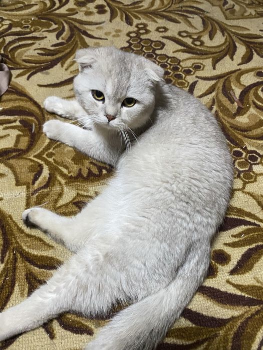 Scottish Fold серебристый кот 9 месяцев