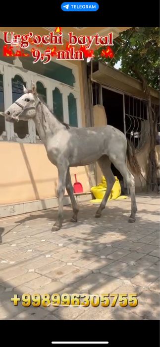 Qirgiz toy ot lar sotiladi