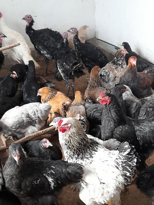 Брама ва кора шахзода товук ва жожалар