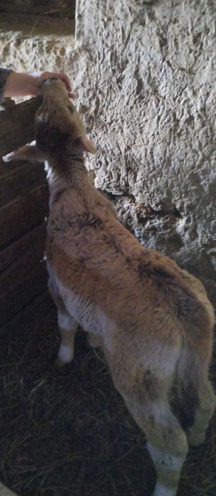 Телёнок продается