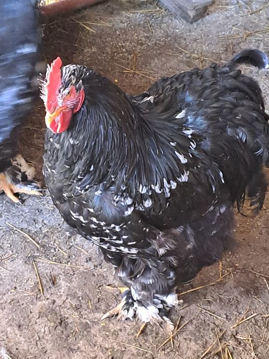 Vand cocoș cochinchina bobat 2025