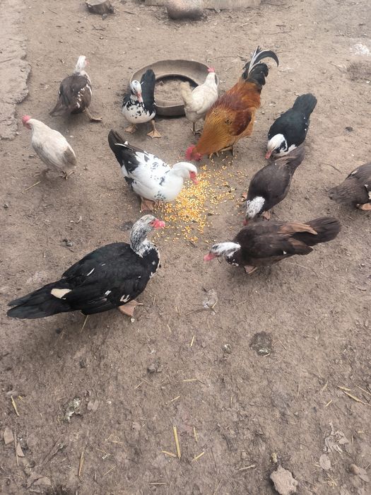 Продаются индоутки цена 5000 за голову