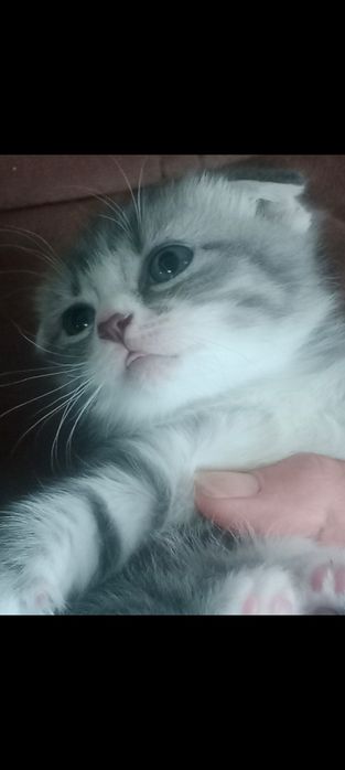 Британские короткошерстные