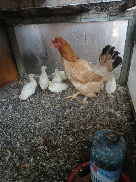 Pui păun alb patru săptămâni