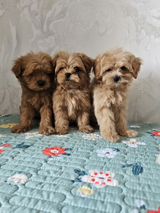 Миниатюрные мальтипу