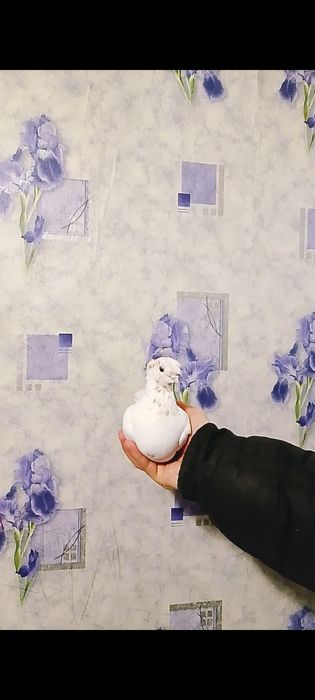 Гульбадамка(с игрой)