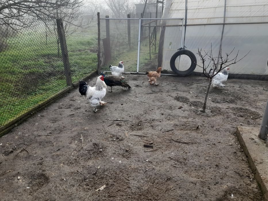 Мисирки.кокошки брама.Зайци на 8месеца за разплод и месо над3.5кг. 40л