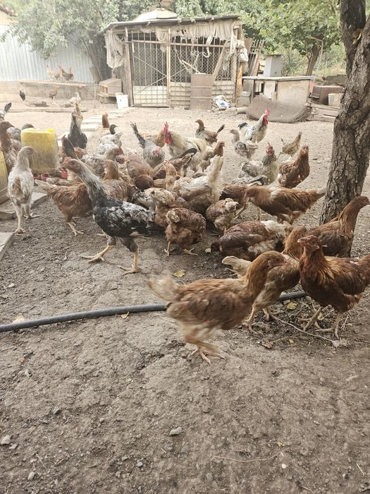 Цыплята домашние