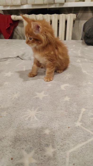 Котята Мейн куны