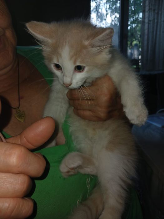 Отдадим даром котят