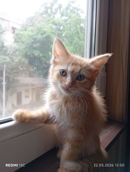 Пристраивается котенок, мальчик