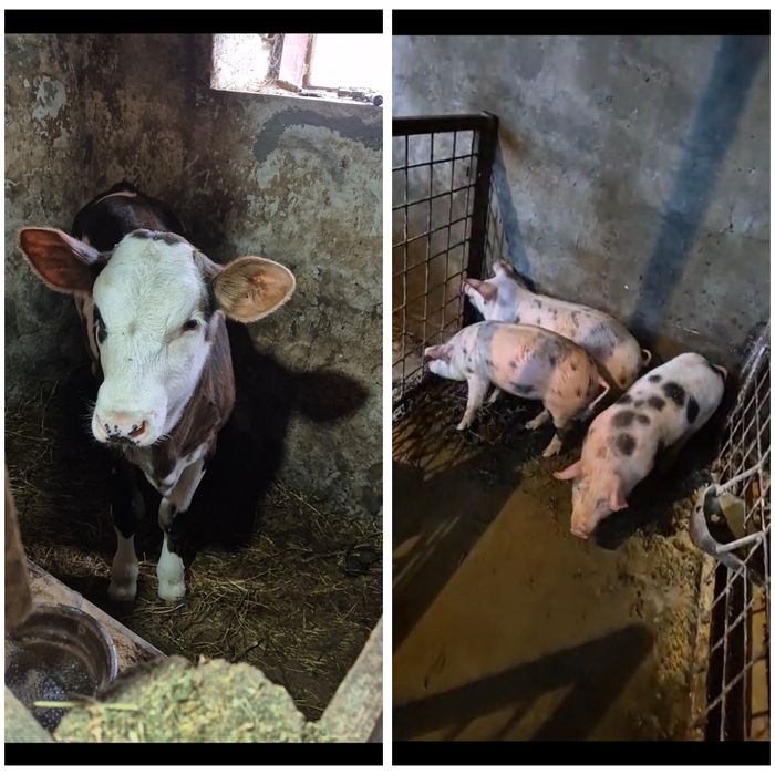 Vițea înțărcată din mamă bună de lapte