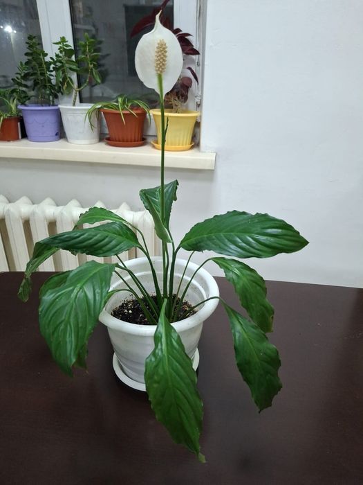 Комнатные  цветы