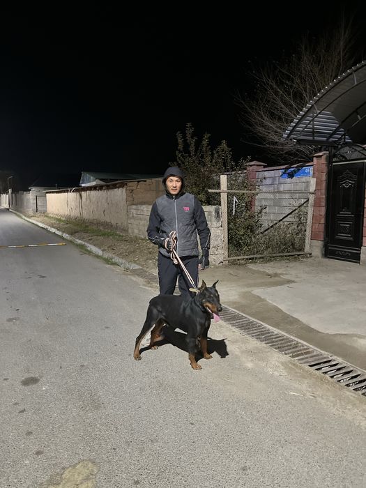 Доберман. 1 год смец