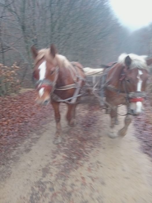 Vând mânz în Cupșeni