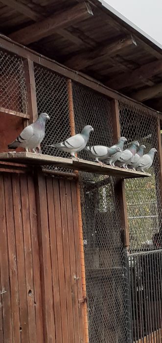 Vând porumbei voiajori