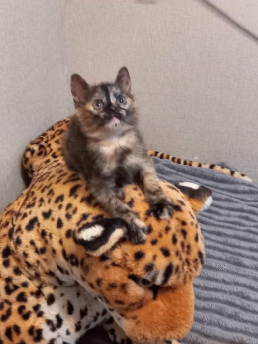 Отдам котят в хорошие руки