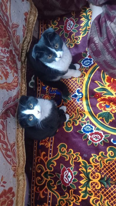 Chiroyli mushuk ikkita