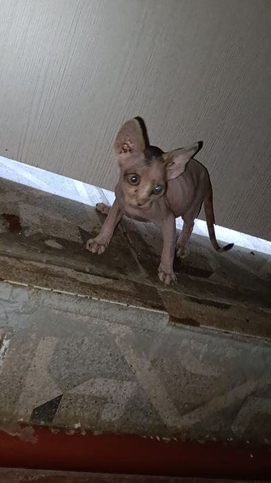 Канадский сфинкс