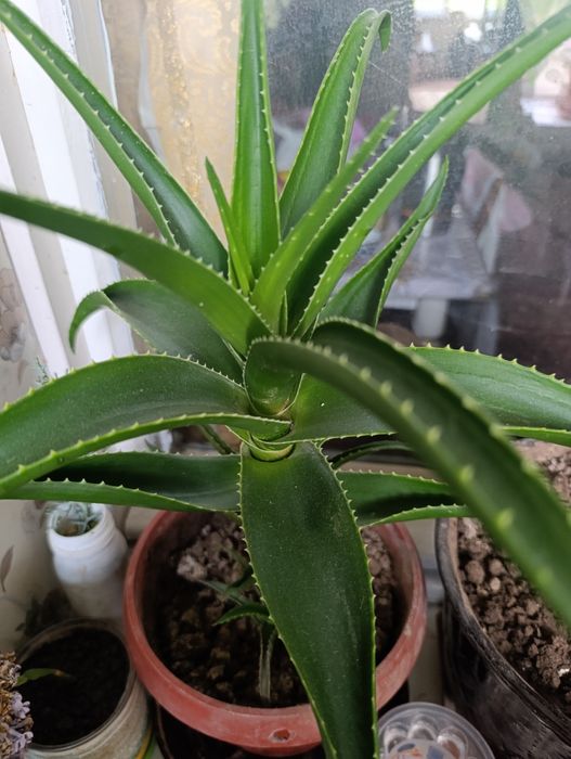 Алое лечебный  5-ти летньий