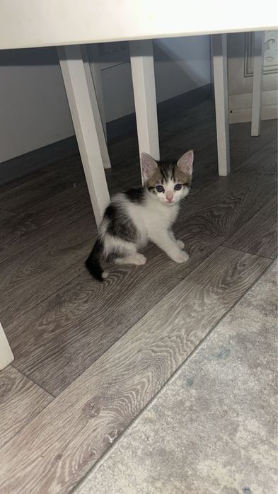 Отдам котенка в добрые руки