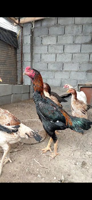 Дакан қораз майский