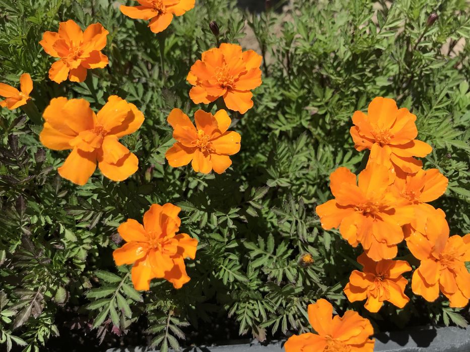 Продам семена разных цветов