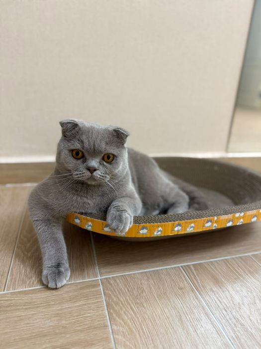 Вислоухий шотландский кот