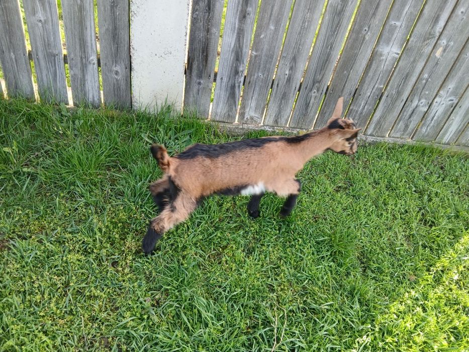 Se vinde capră cu doi pui alpin francez