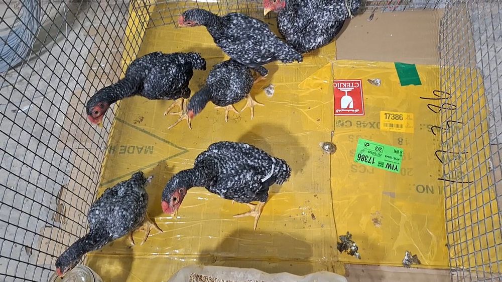 Кошамо кукушка хурозлари