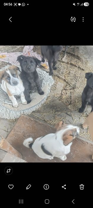 Щенята в добрые руки