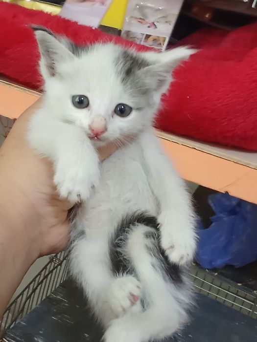 100 mingdan tanlab oliwga