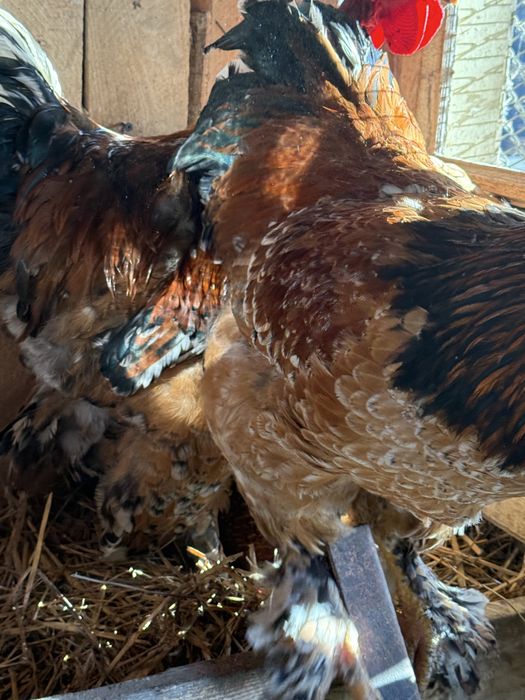 Gaini brahma colorate