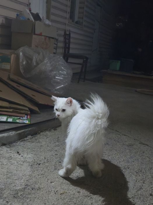 Срочно! Кот ищет дом