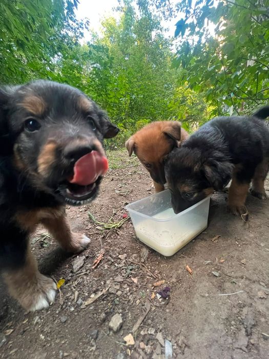 Щенки ищут свой дом