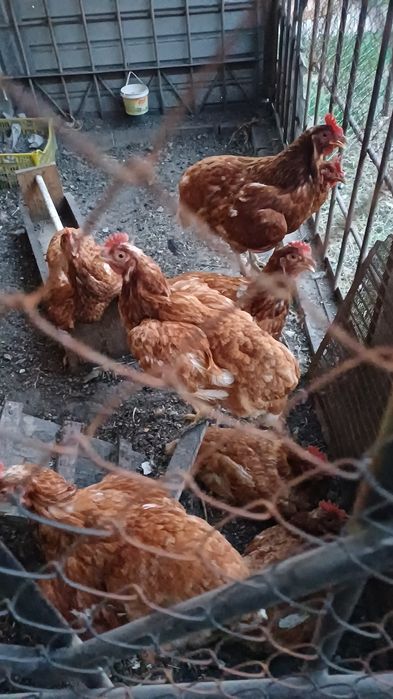 Продам курятник с курами