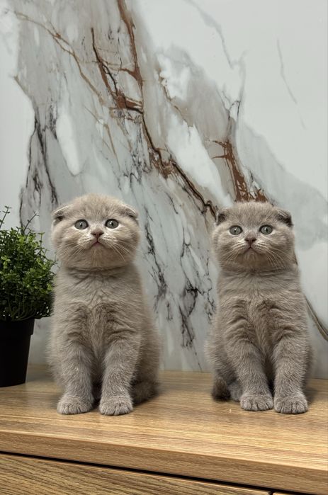 Scottish Fold zotli mushukchalar