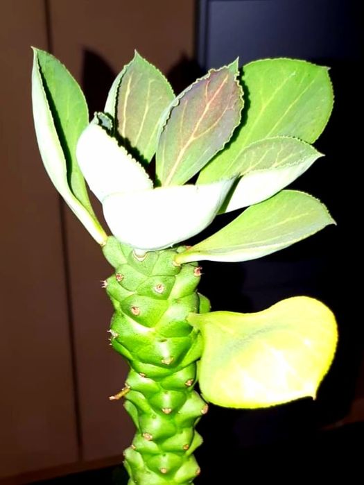 Монадениум Суккуленты  Комнатные цветы