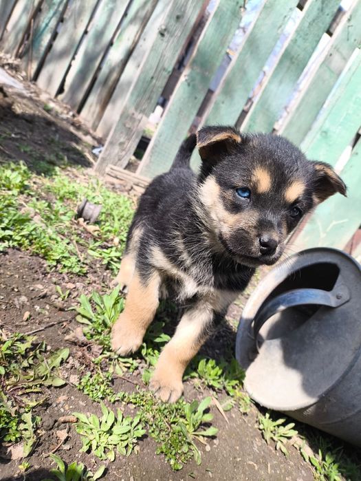Милашки в дар. Доставлю!
