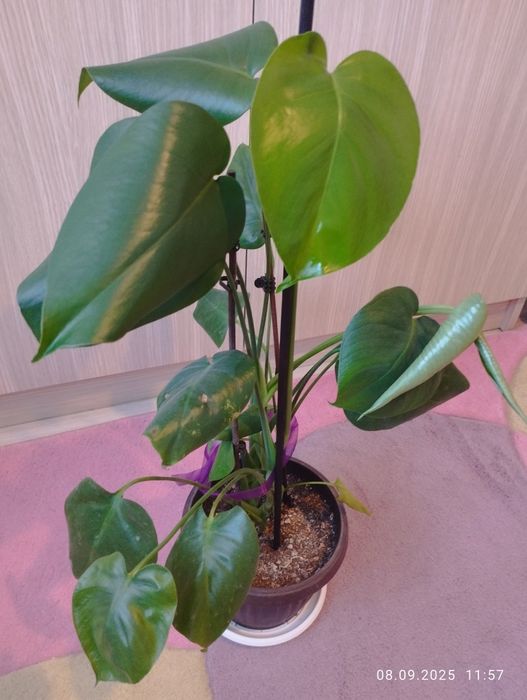 монстера в саксия