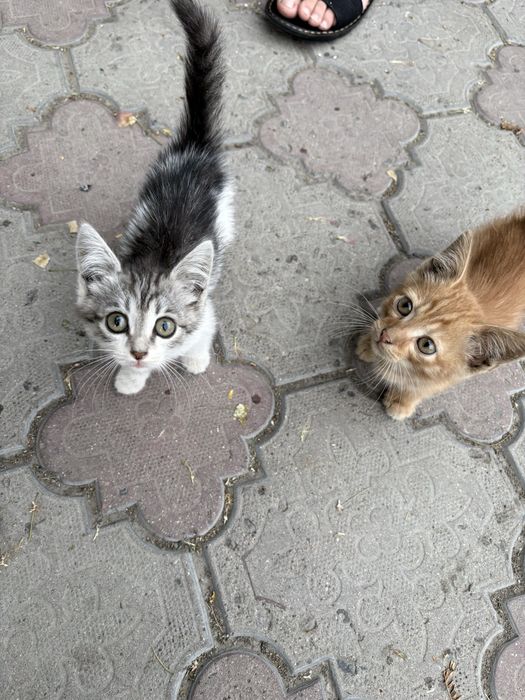 Отдам котят в добрве руки