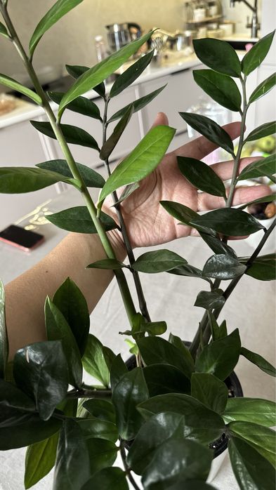 Цветы комнатные замиокулькасы