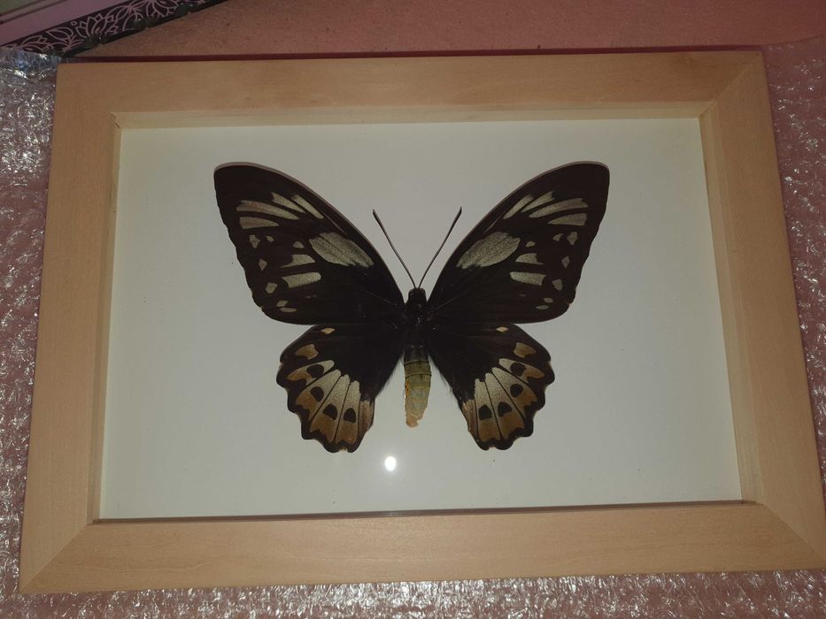 Истински пеперуди - в рамка