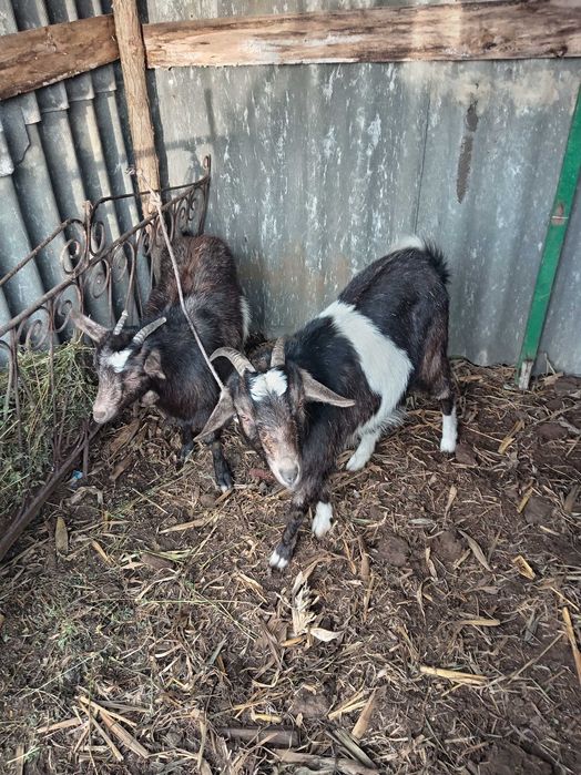 Vând /schimb cu oaie