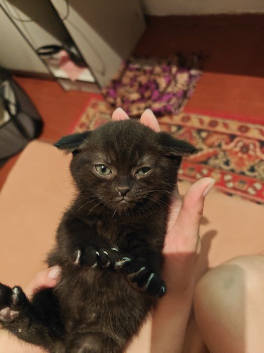 Продаются котята