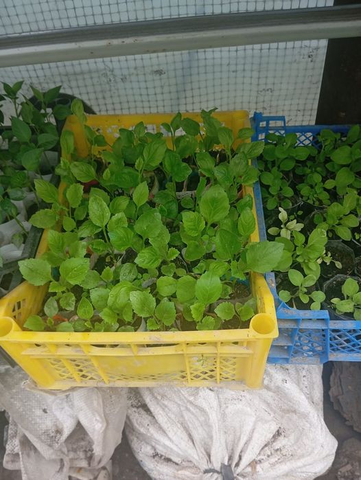 Продам рассаду, закалённая