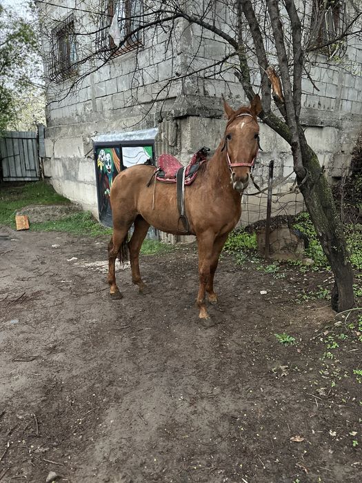 Донен сатвлад   .